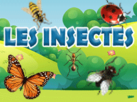Apprendre le nom des principaux insectes