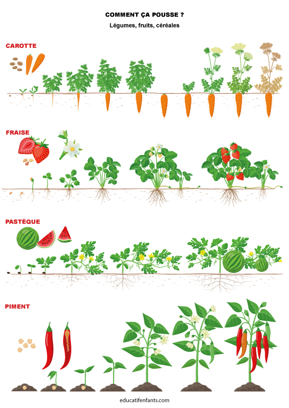 Comment ça pousse, la carotte, la fraise, la pastèque, le piment, maternelle et CP