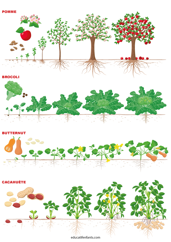 Comment ça pousse, la pomme, le brocoli, le butternut, la cacahuète, maternelle et CP