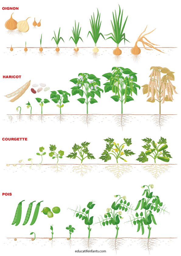 Comment ça pousse, l'oignon, le haricot, la courgette, le petit pois, maternelle et CP