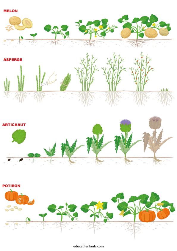 Comment ça pousse, le melon, l'asperge, l'artichaut et le potiron, maternelle et CP