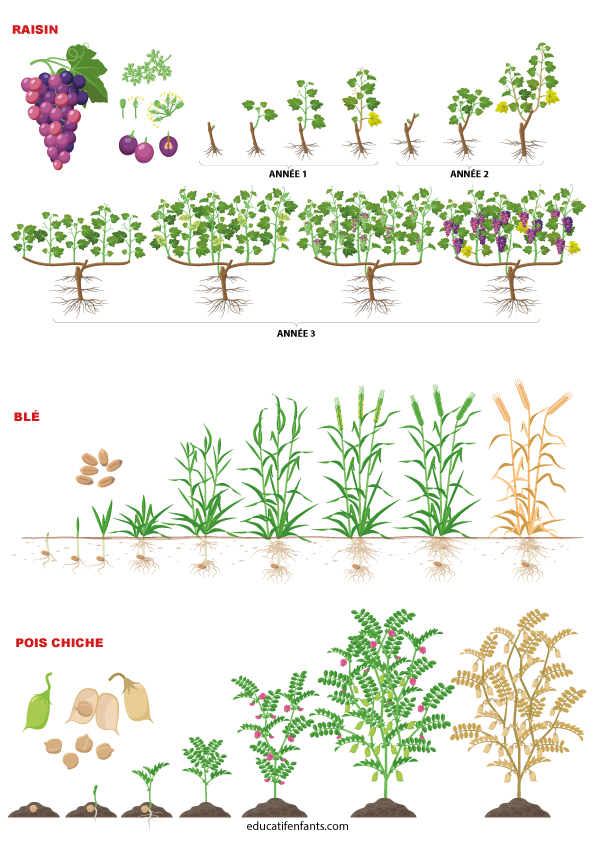 Comment ça pousse, le  raisin, le blé et le pois chiche, maternelle et CP