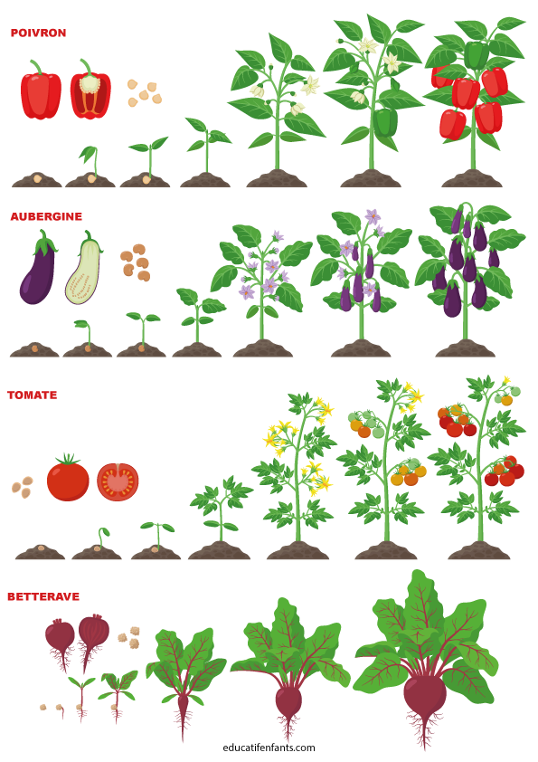 Comment ça pousse, le poivron, l'aubergine, la betterave et la tomate, maternelle et CP