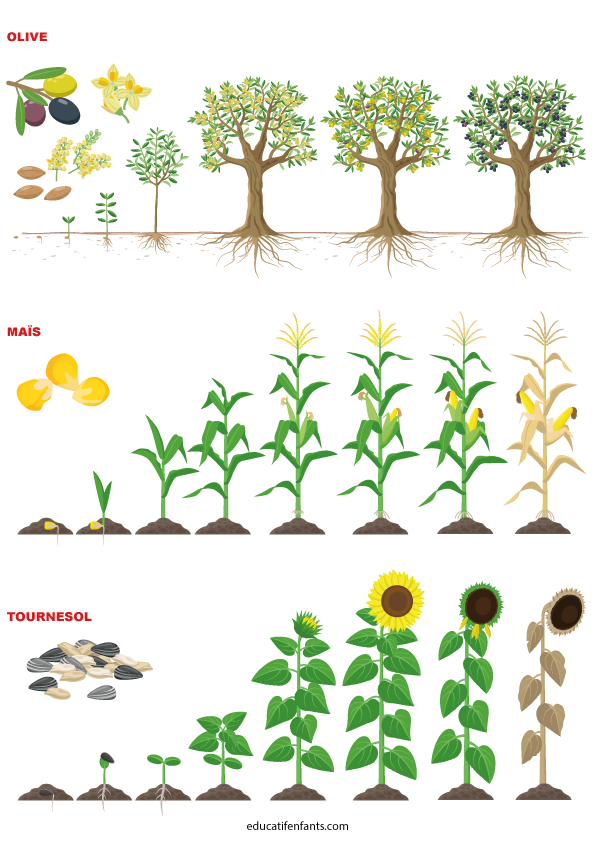 Comment ça pousse, l'olive, le maïs et le tournesol, maternelle et CP