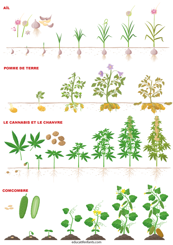 Comment ça pousse, l'aïl, la pomme de terre, le concombre et le cannabis, maternelle et CP